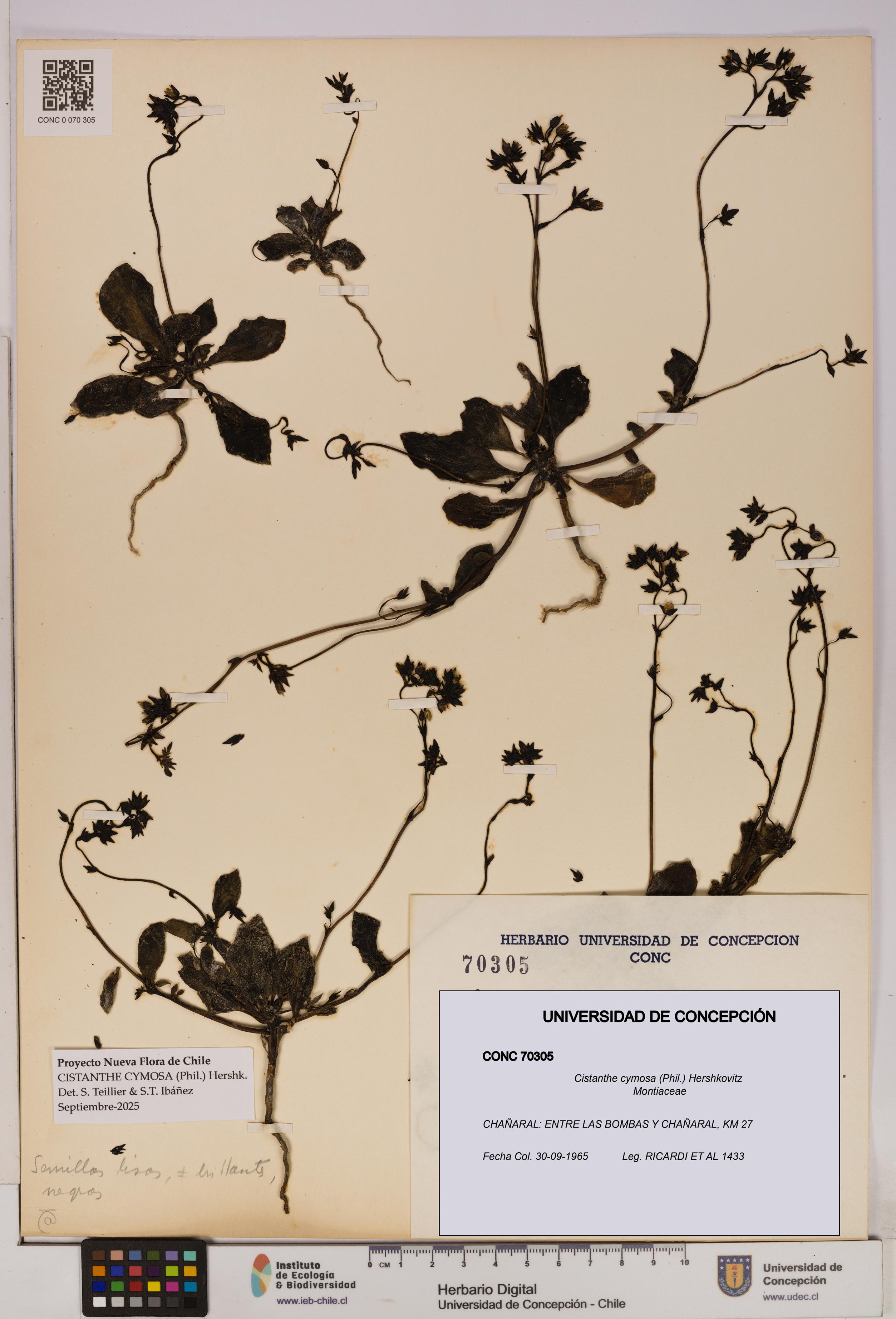 Cistanthe cymosa [Espécimen: UDEC:CONC:0070305]