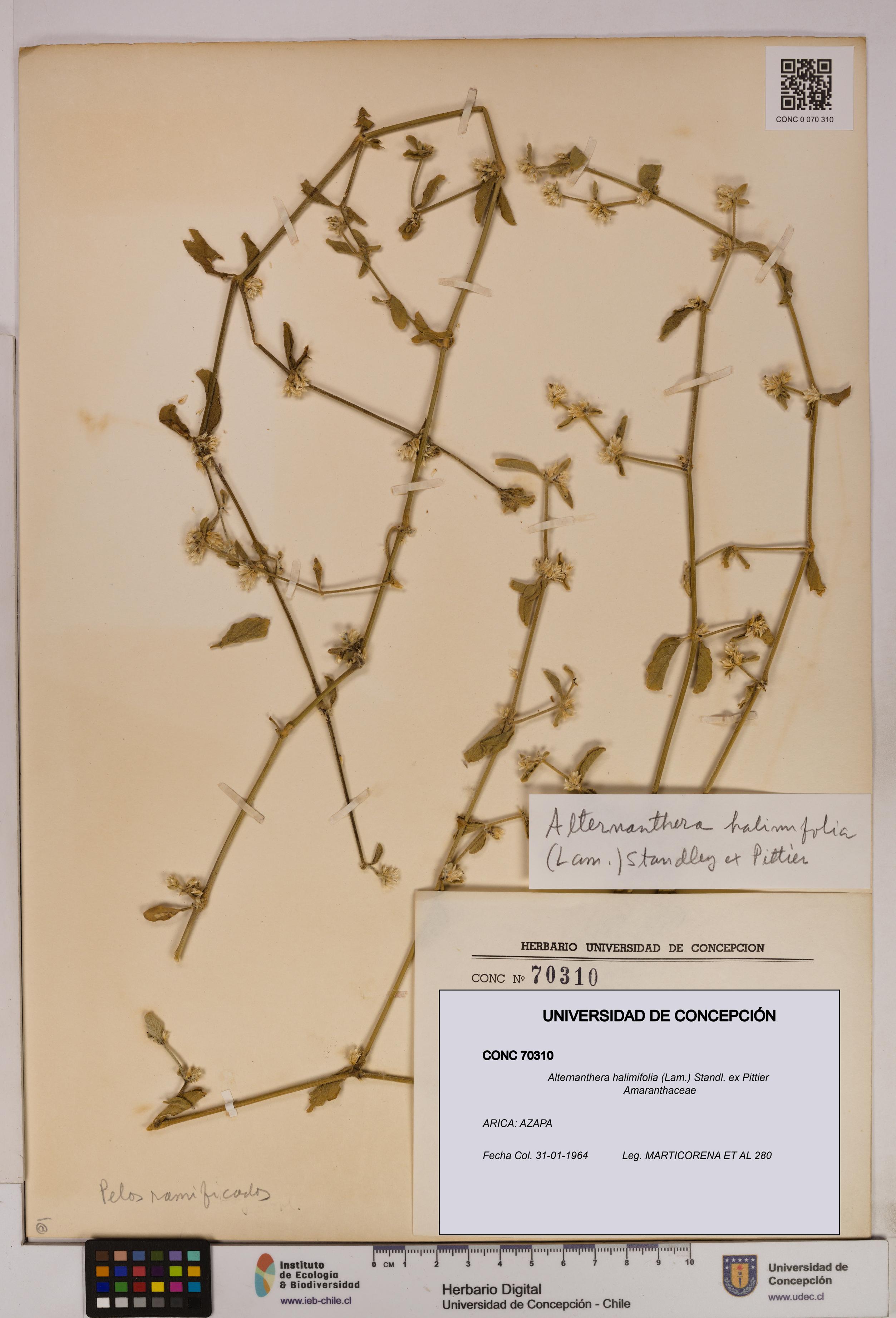 Alternanthera halimifolia [Espécimen: UDEC:CONC:0070310]