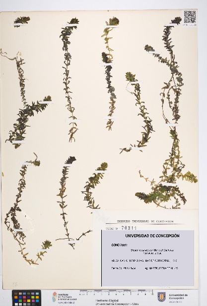 Elodea potamogeton [Espécimen: UDEC:CONC:0070311]