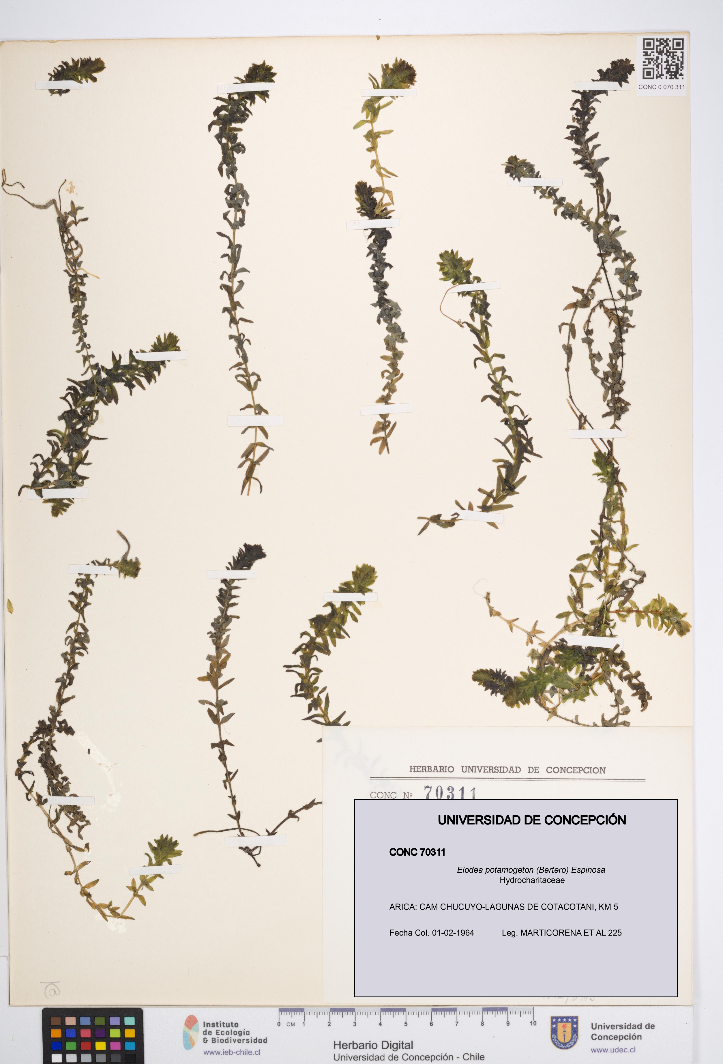 Elodea potamogeton [Espécimen: UDEC:CONC:0070311]