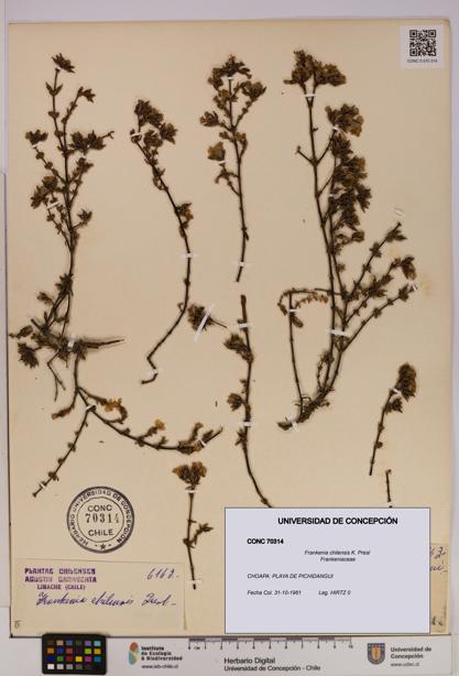 Frankenia chilensis [Espécimen: UDEC:CONC:0070314]