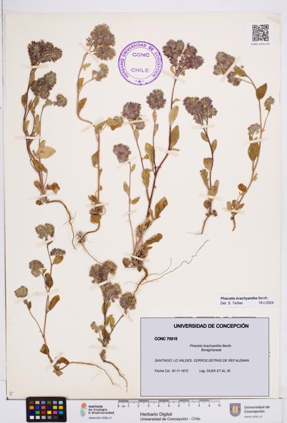 Phacelia brachyantha [Espécimen: ]