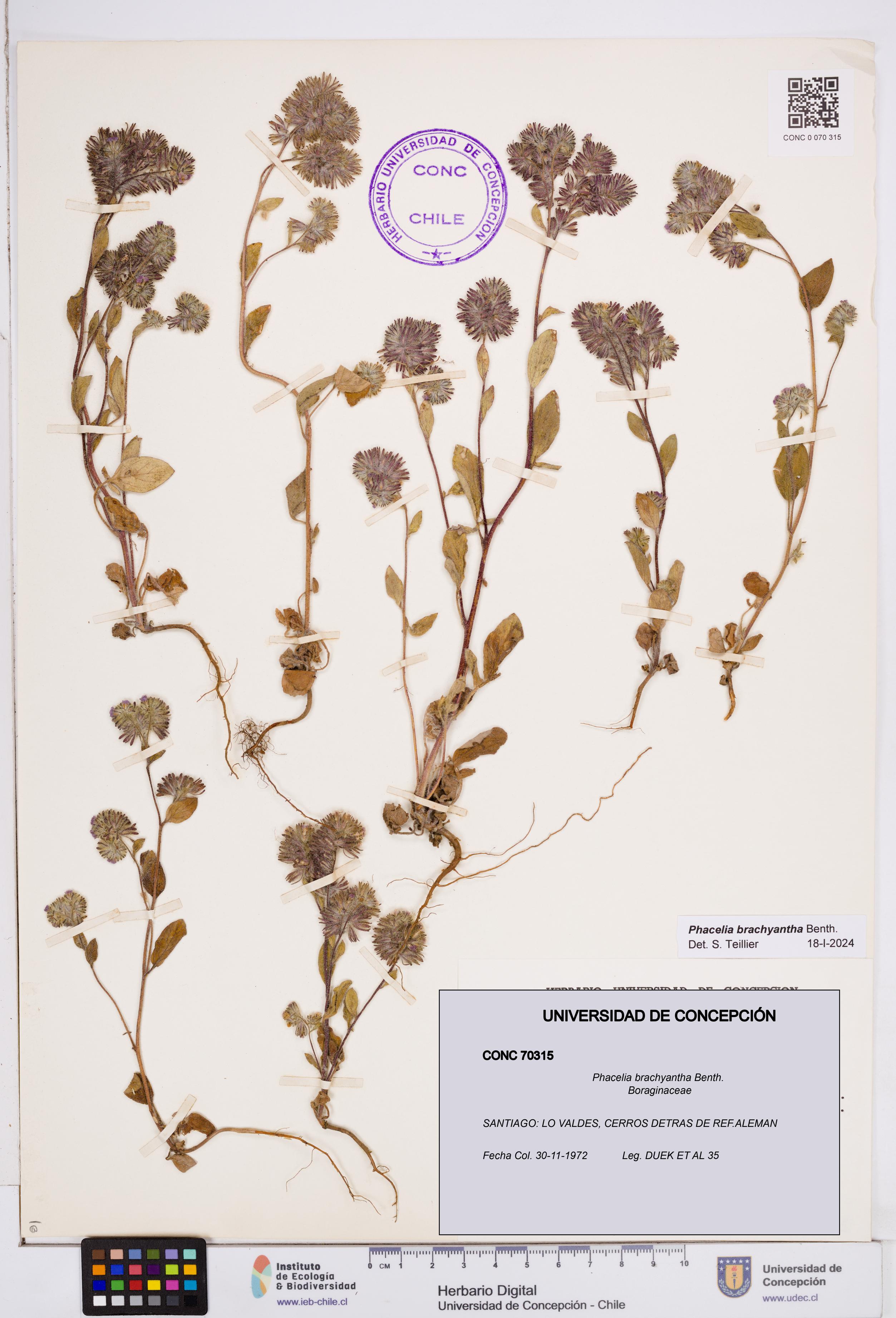 Phacelia brachyantha [Espécimen: ]