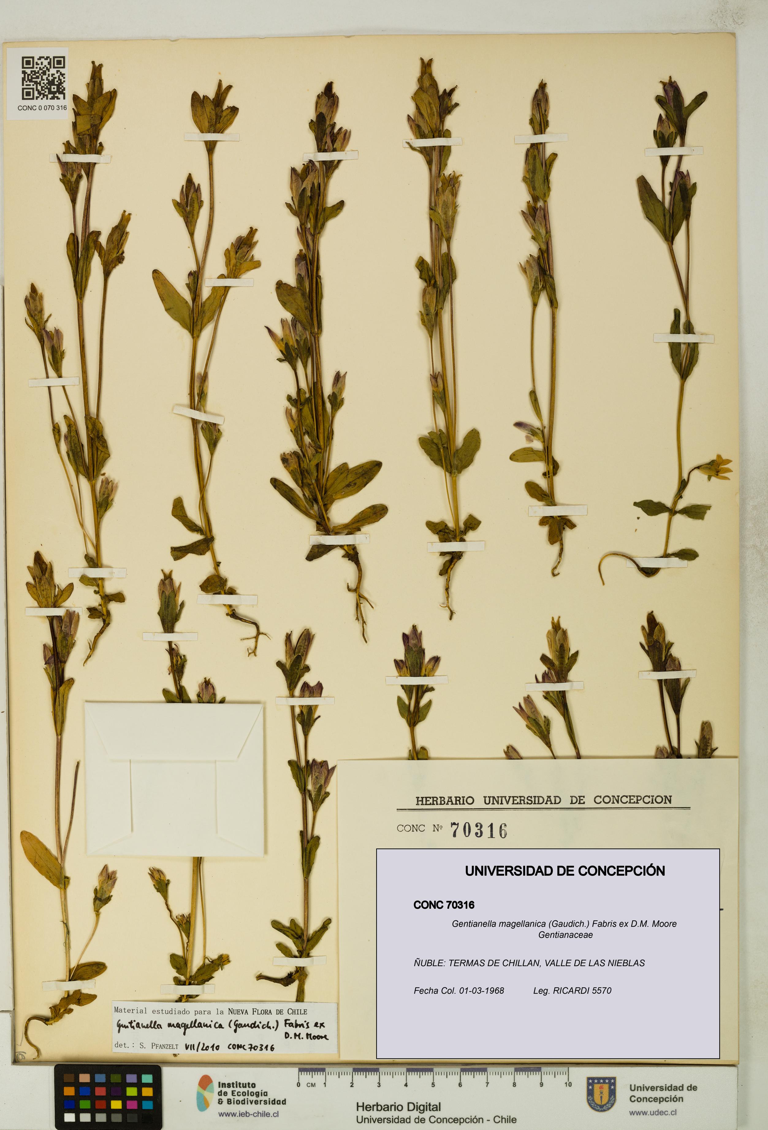 Gentianella magellanica [Espécimen: UDEC:CONC:0070316]