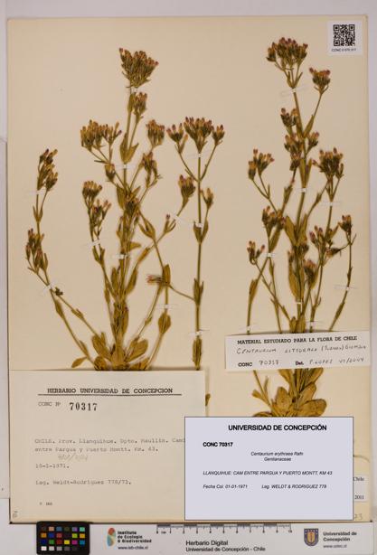 Centaurium erythraea [Espécimen: UDEC:CONC:0070317]
