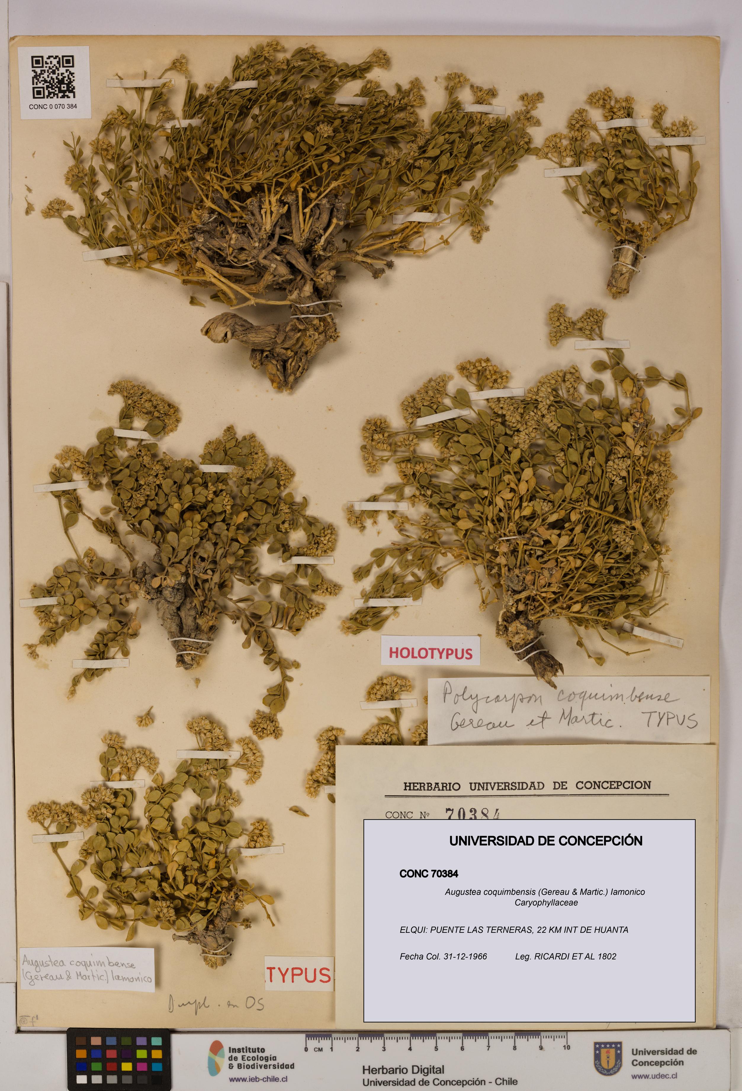 Augustea coquimbensis [Espécimen: UDEC:CONC:0070384]
