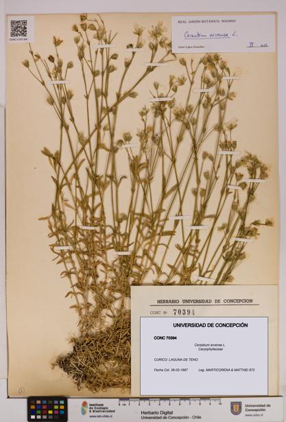 Cerastium arvense [Espécimen: UDEC:CONC:0070394]