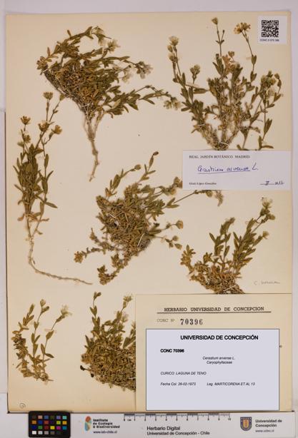 Cerastium arvense [Espécimen: UDEC:CONC:0070396]