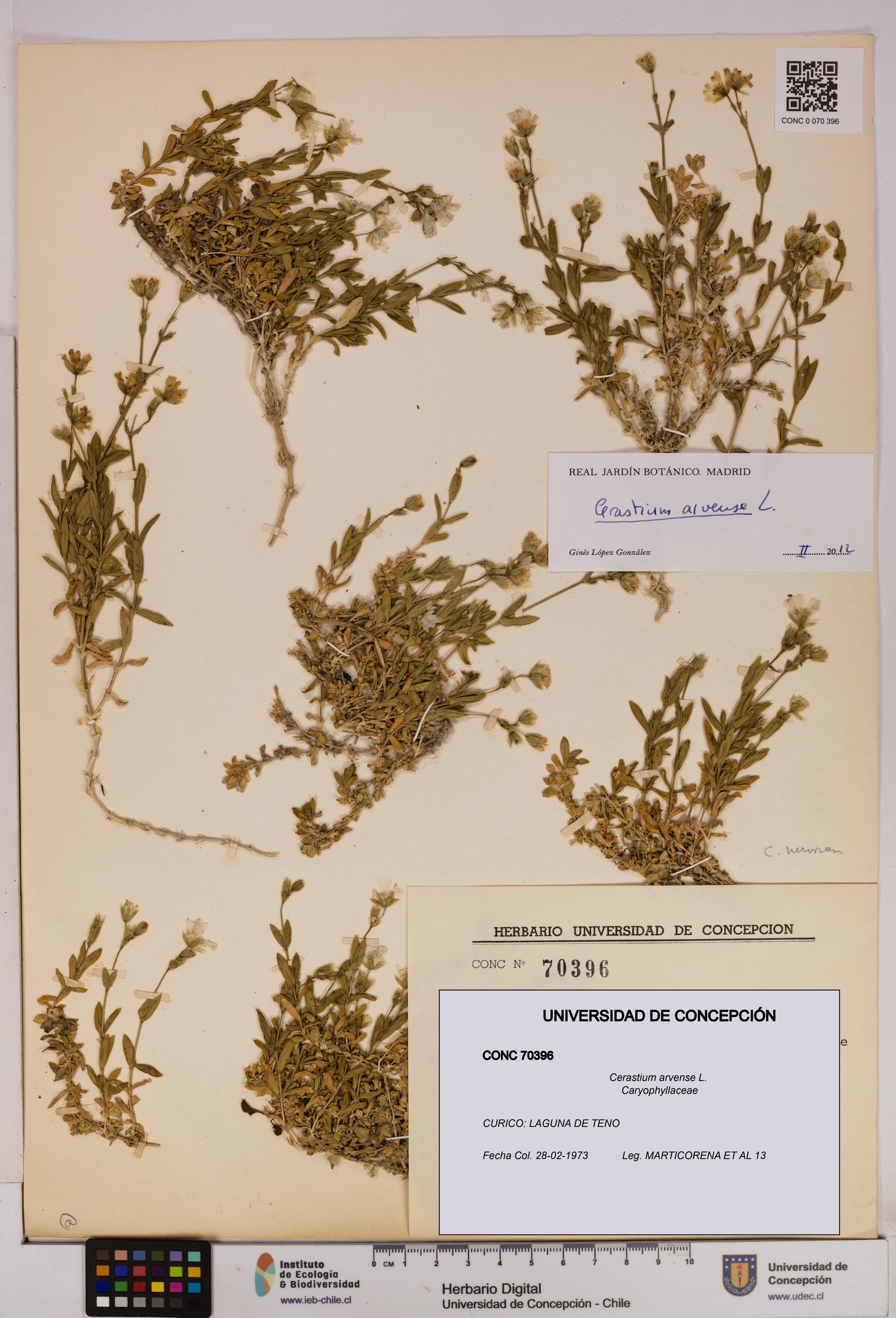 Cerastium arvense [Espécimen: UDEC:CONC:0070396]