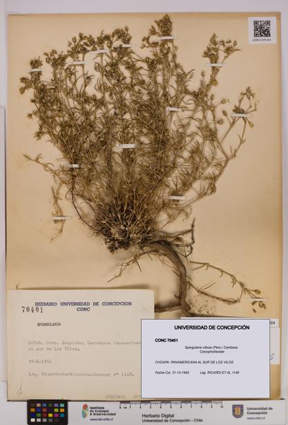Spergularia villosa [Espécimen: UDEC:CONC:0070401]