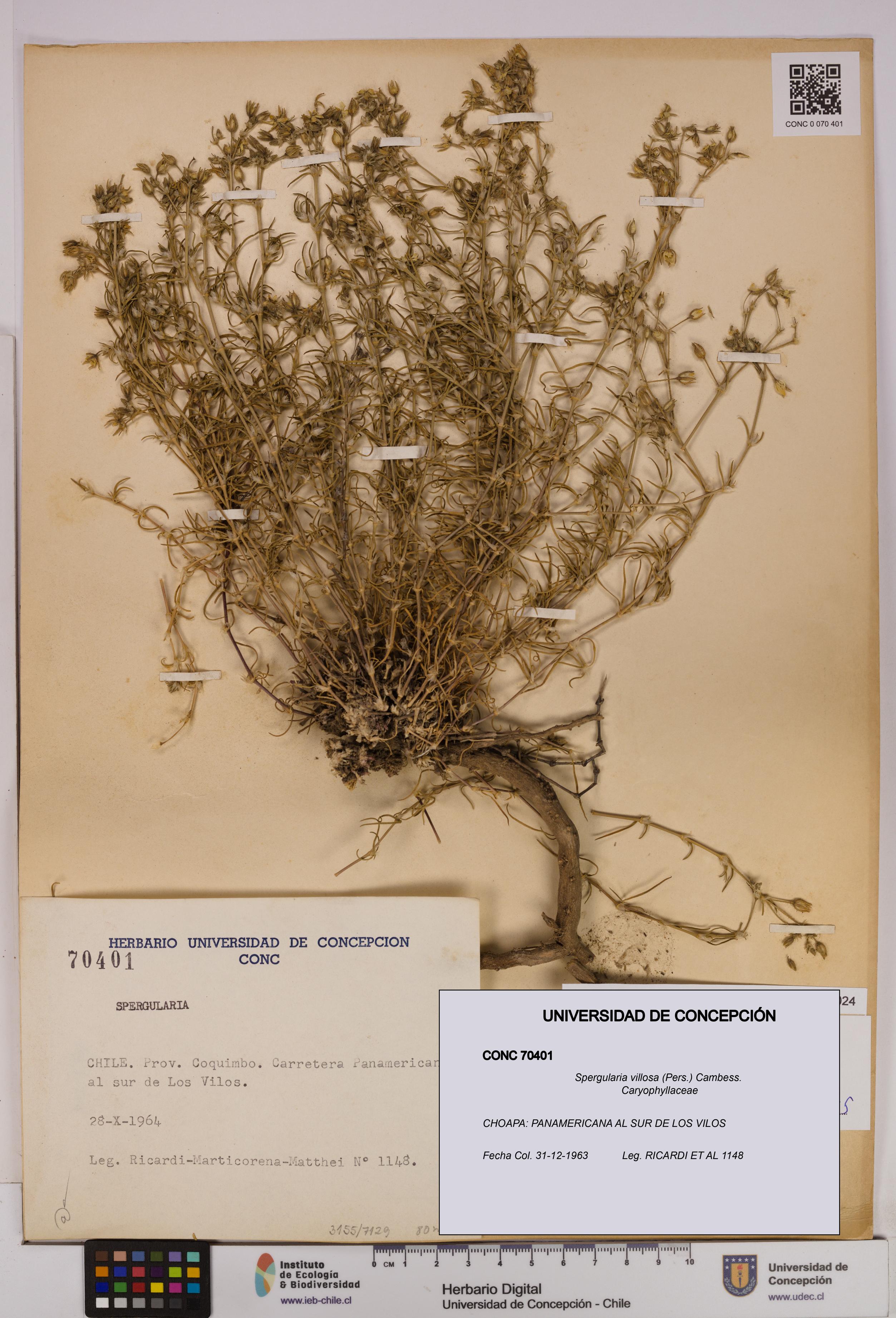 Spergularia villosa [Espécimen: UDEC:CONC:0070401]