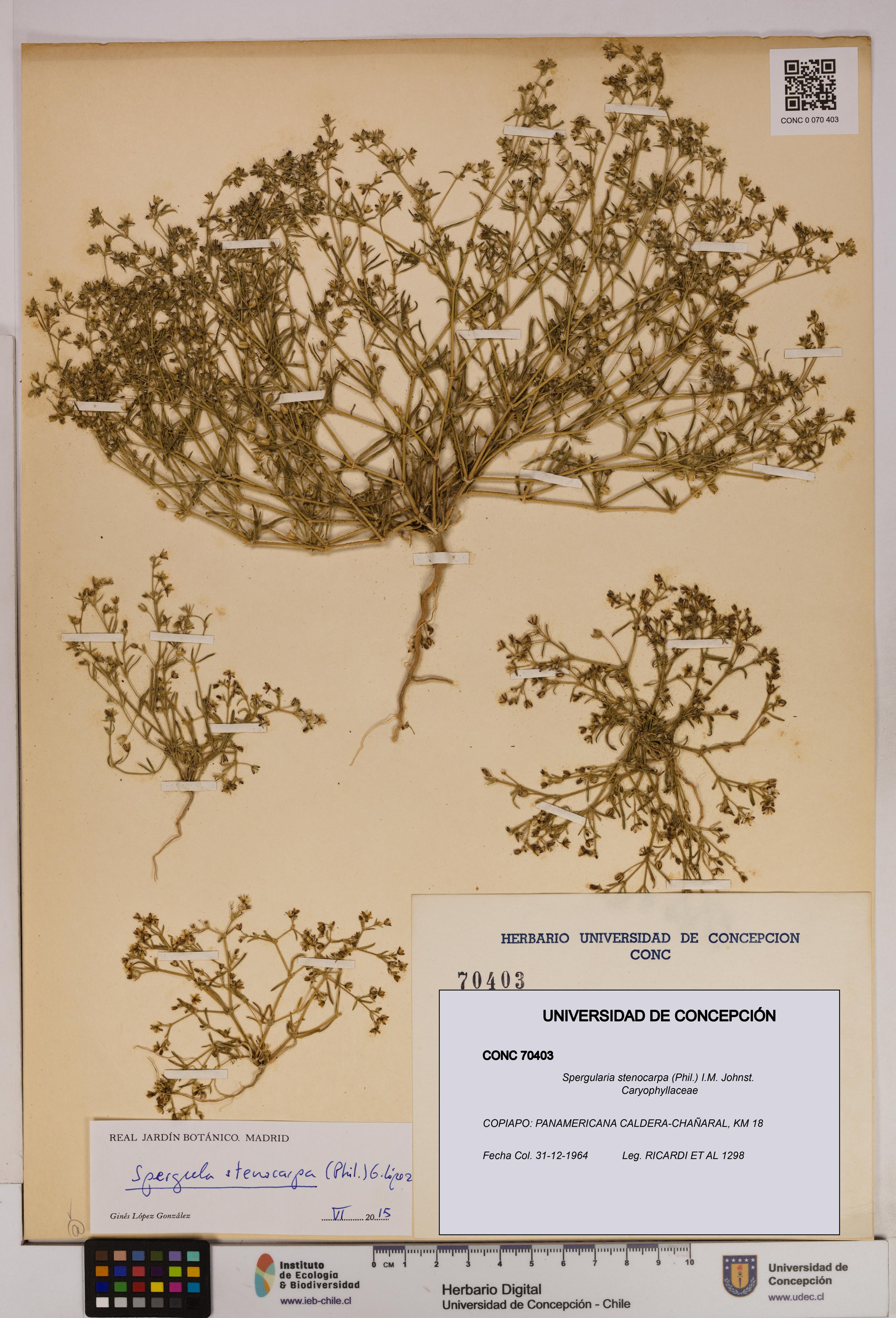 Spergularia stenocarpa [Espécimen: UDEC:CONC:0070403]