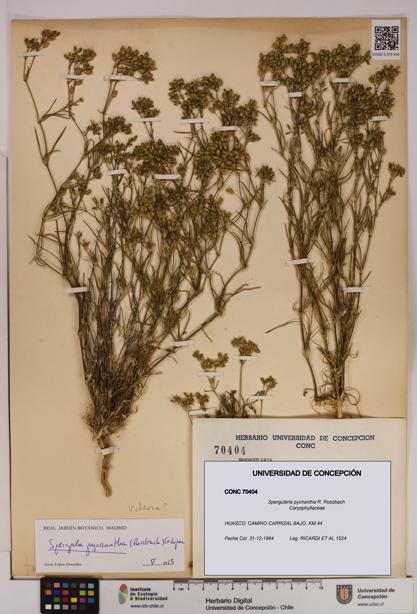 Spergularia pycnantha [Espécimen: UDEC:CONC:0070404]