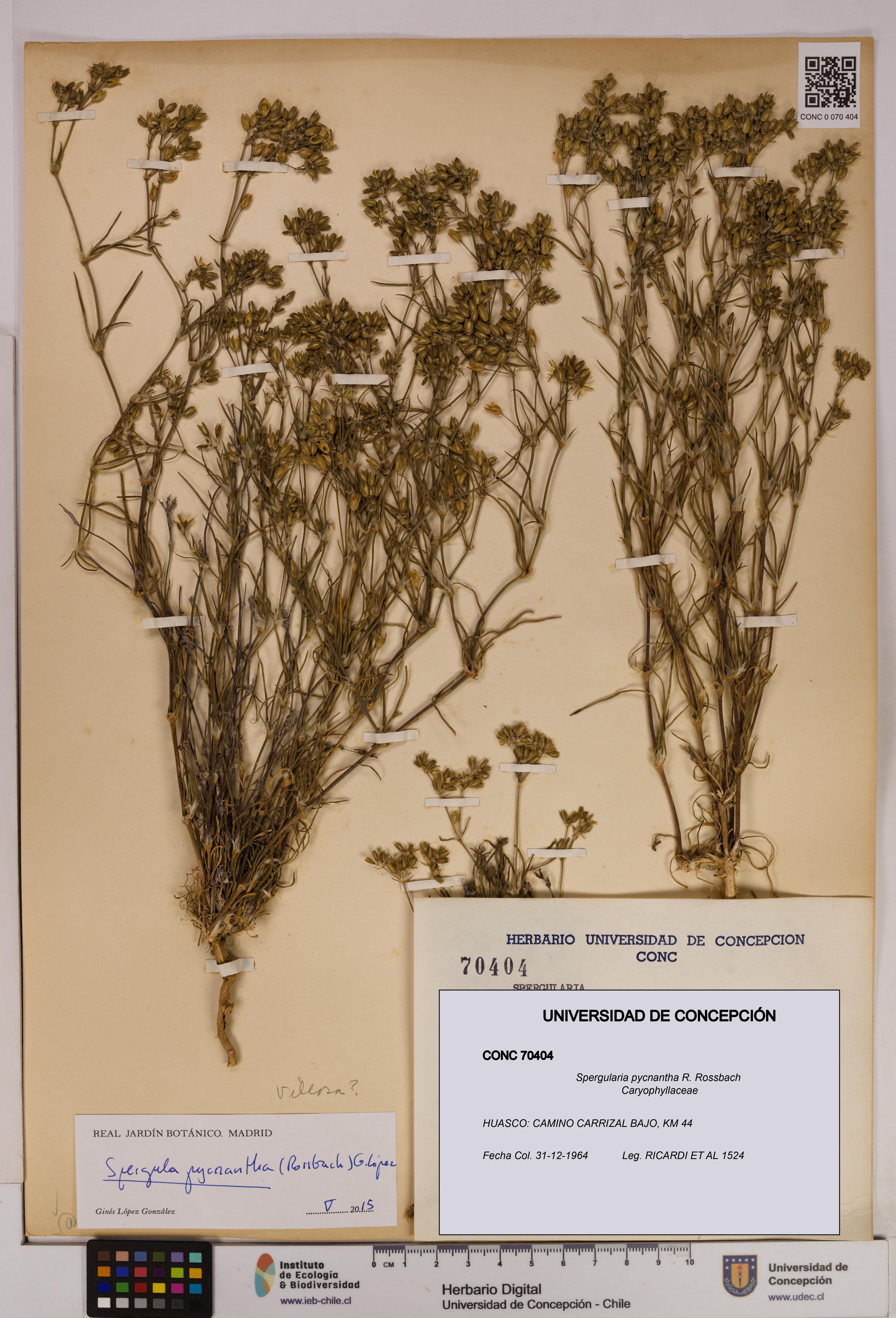 Spergularia pycnantha [Espécimen: UDEC:CONC:0070404]