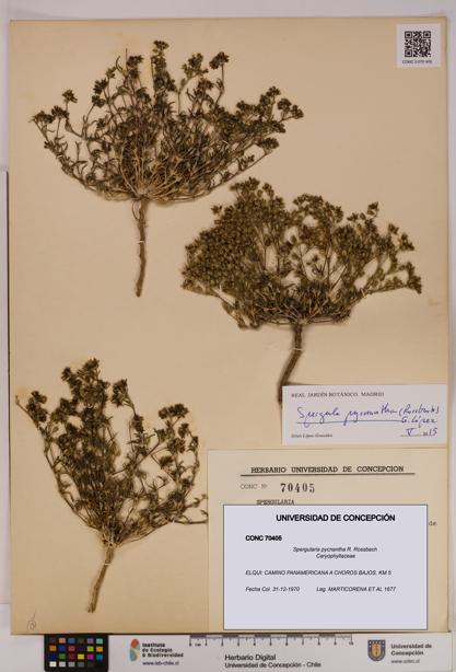 Spergularia pycnantha [Espécimen: UDEC:CONC:0070405]