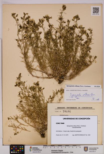 Spergularia villosa [Espécimen: UDEC:CONC:0070406]