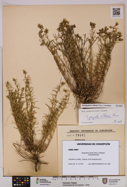 Spergularia villosa [Espécimen: UDEC:CONC:0070407]
