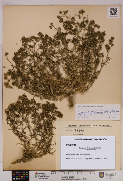 Spergularia floribunda [Espécimen: UDEC:CONC:0070409]