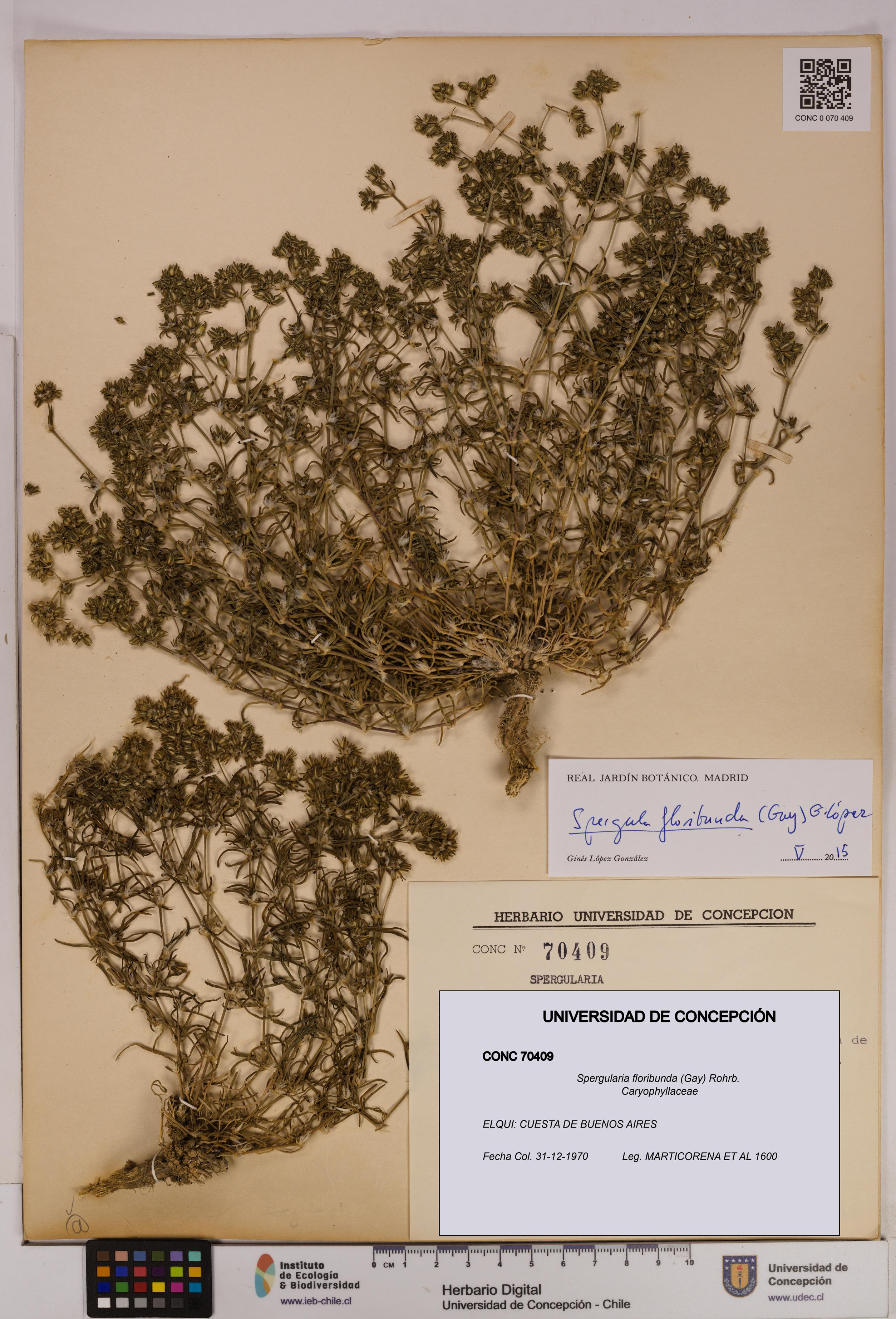 Spergularia floribunda [Espécimen: UDEC:CONC:0070409]