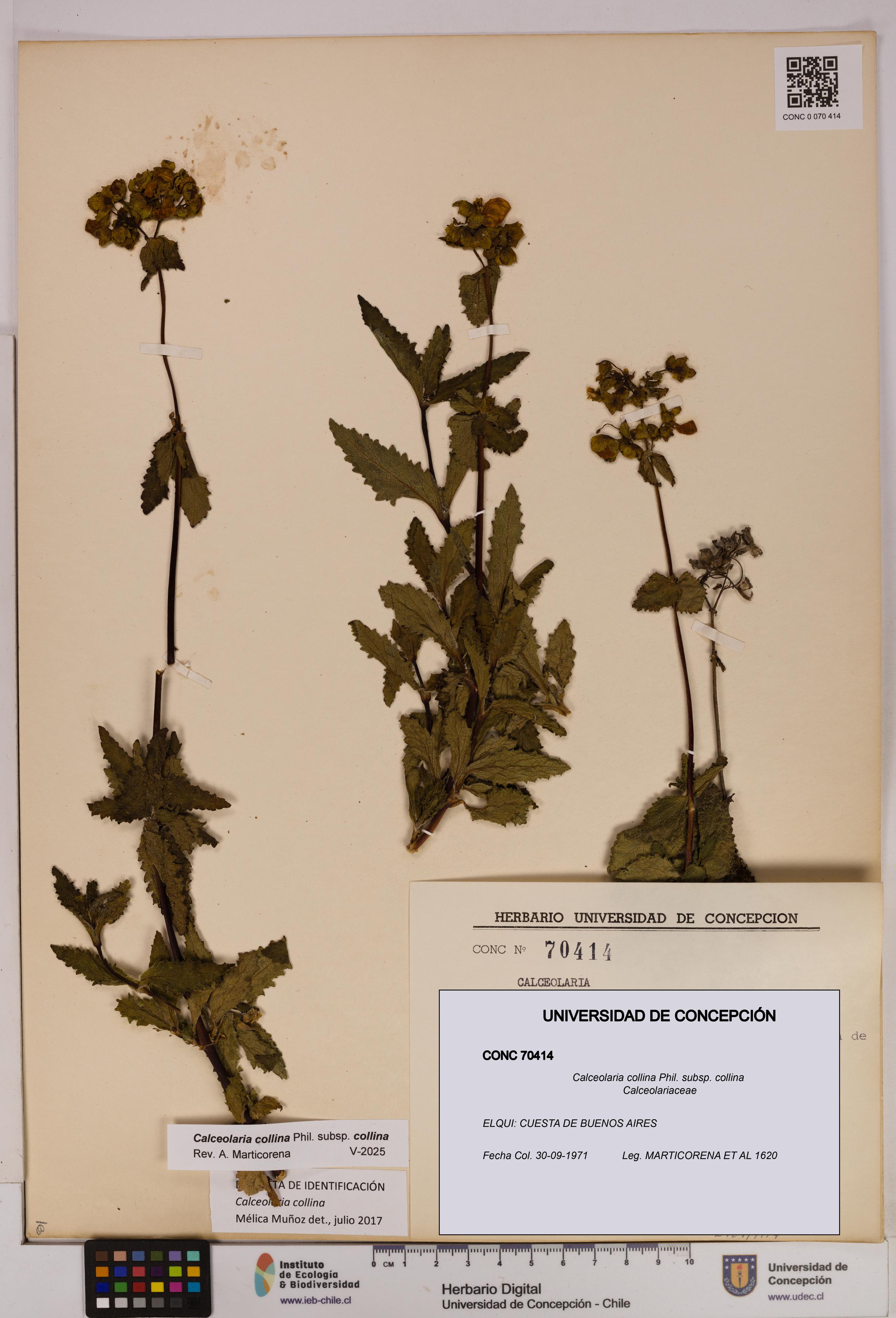 Calceolaria collina subsp. collina [Espécimen: UDEC:CONC:0070414]