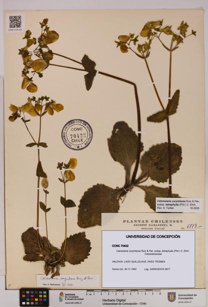 Calceolaria corymbosa [Espécimen: UDEC:CONC:0070422]