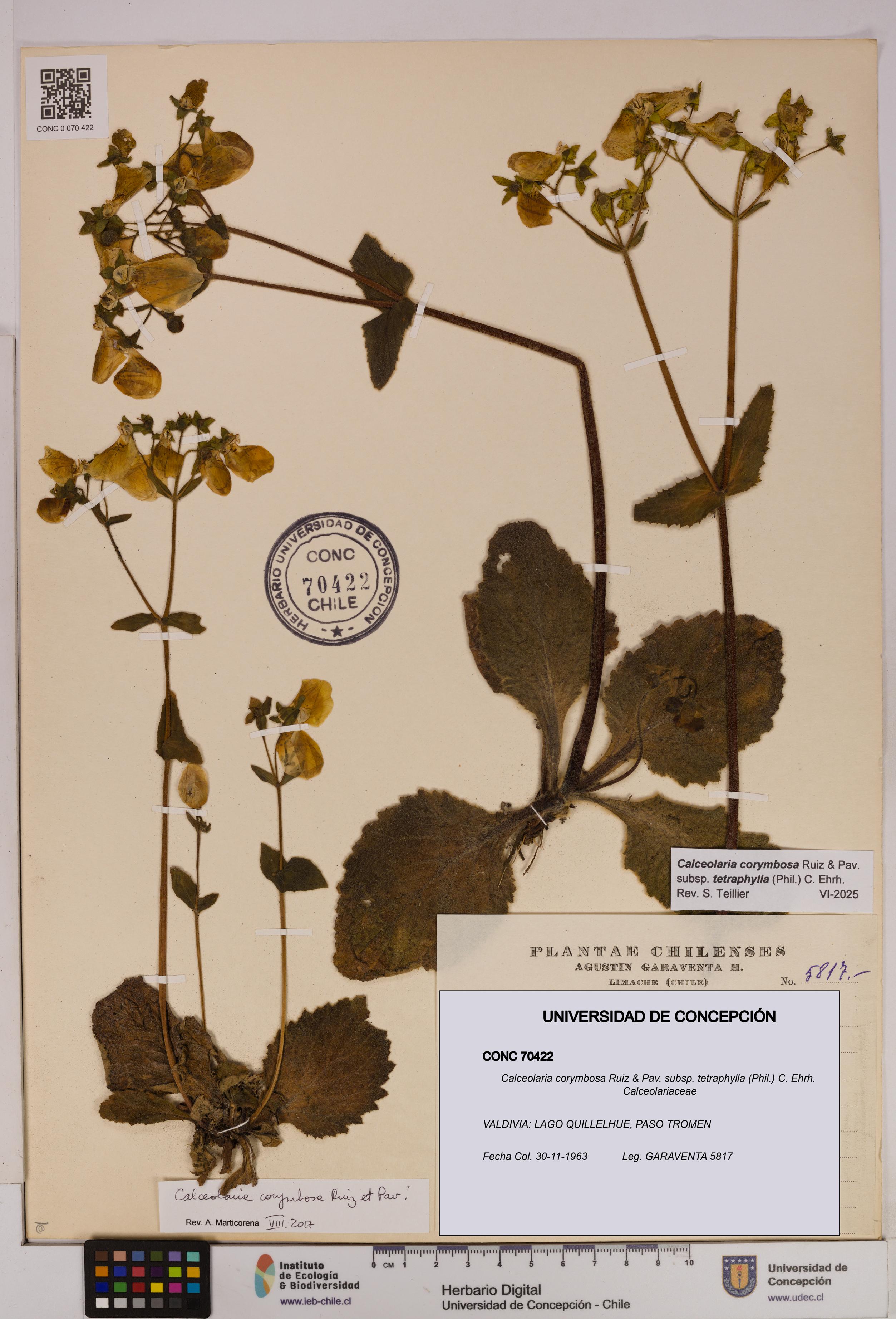 Calceolaria corymbosa [Espécimen: UDEC:CONC:0070422]