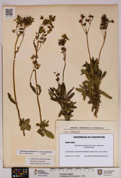 Calceolaria meyeniana subsp. meyeniana [Espécimen: UDEC:CONC:0070425]