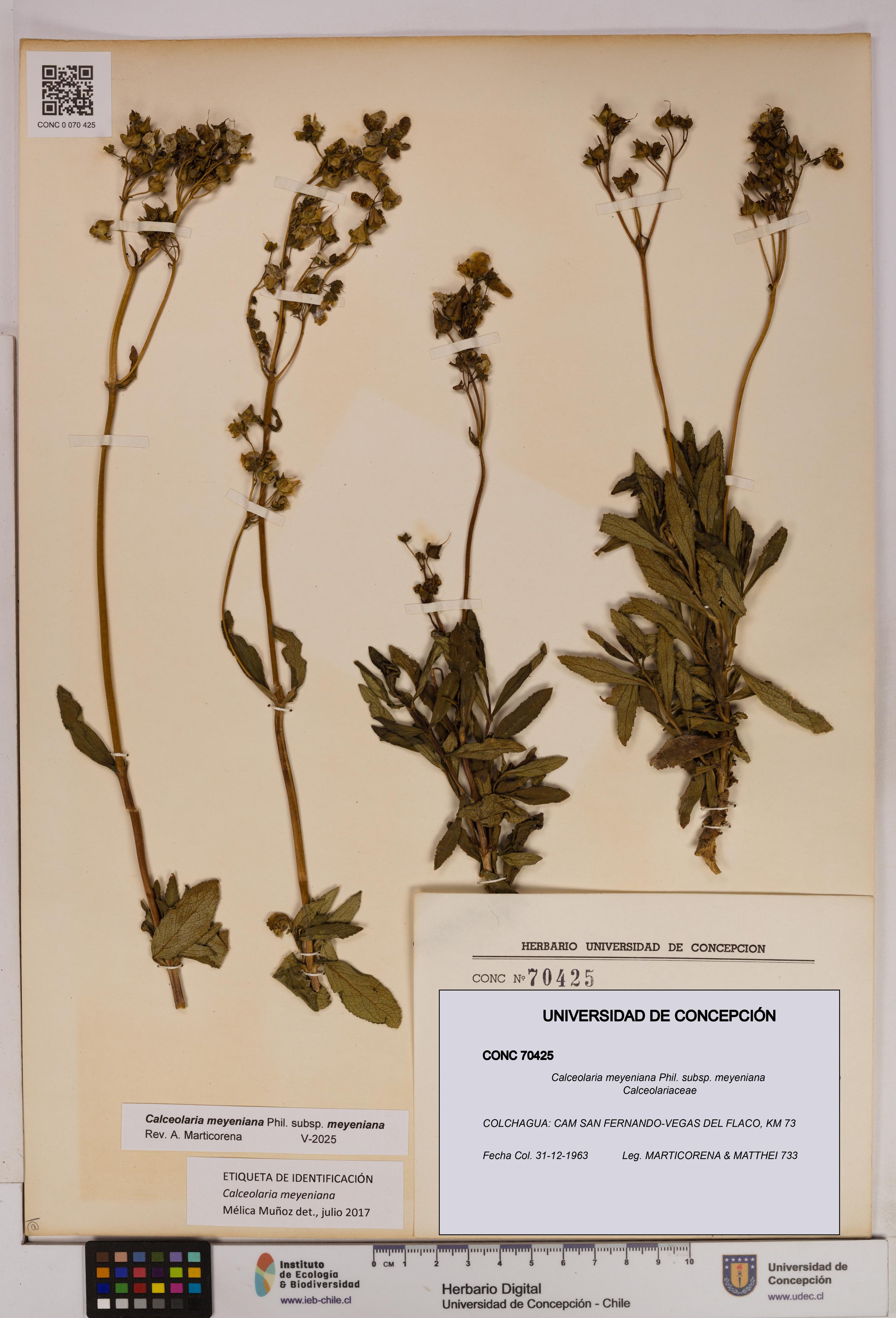 Calceolaria meyeniana subsp. meyeniana [Espécimen: UDEC:CONC:0070425]