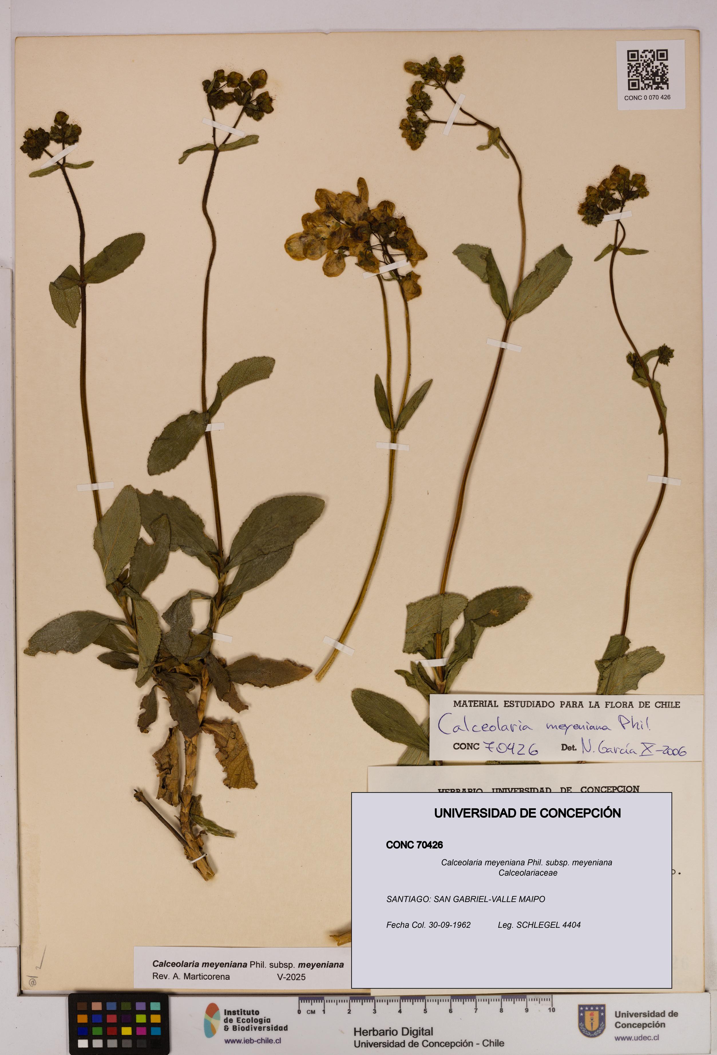 Calceolaria meyeniana subsp. meyeniana [Espécimen: UDEC:CONC:0070426]
