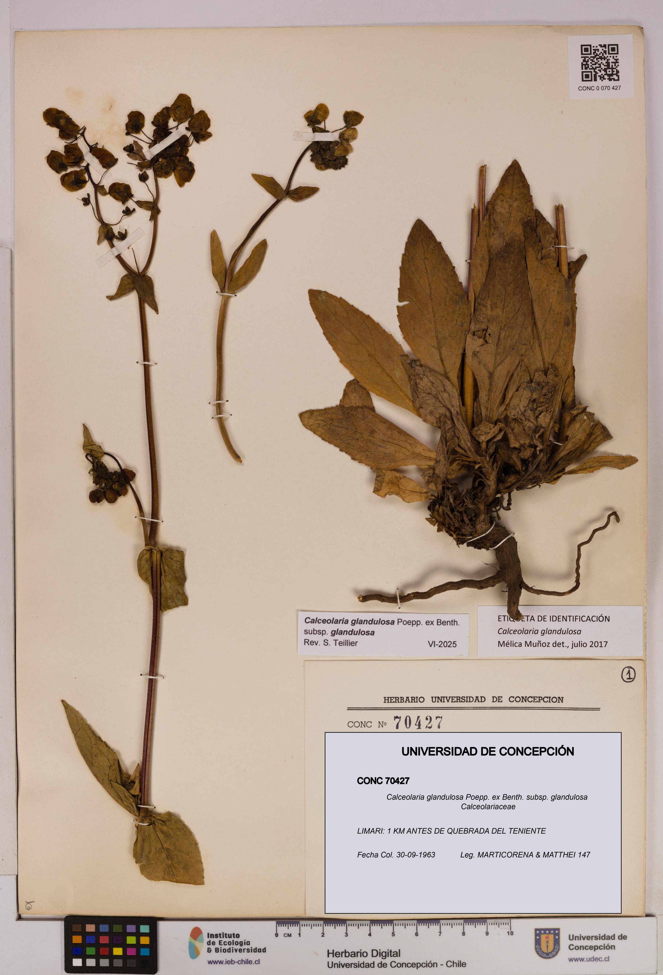 Calceolaria glandulosa [Espécimen: UDEC:CONC:0070427]