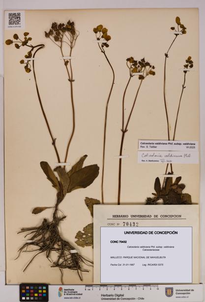 Calceolaria valdiviana subsp. valdiviana [Espécimen: UDEC:CONC:0070432]