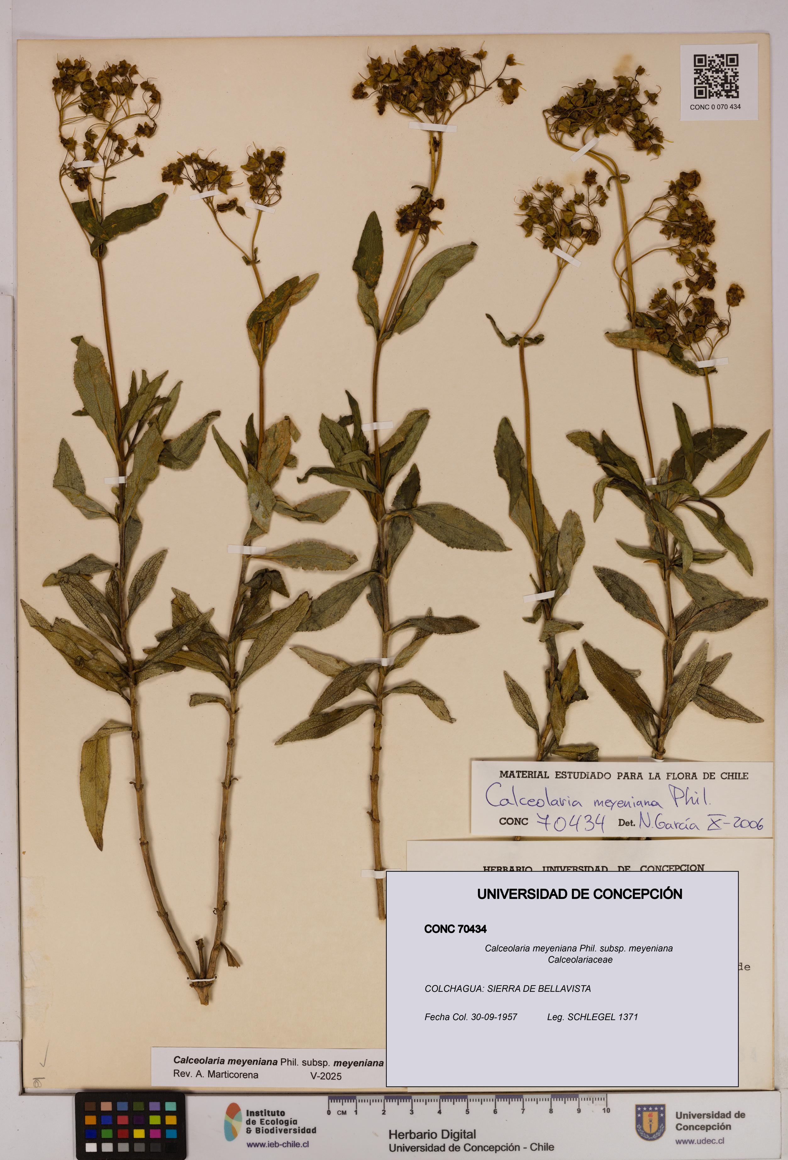 Calceolaria meyeniana subsp. meyeniana [Espécimen: UDEC:CONC:0070434]