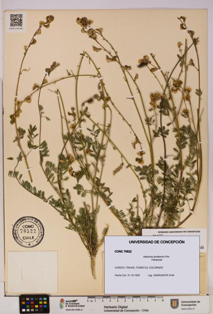 Adesmia landbeckii [Espécimen: UDEC:CONC:0070522]