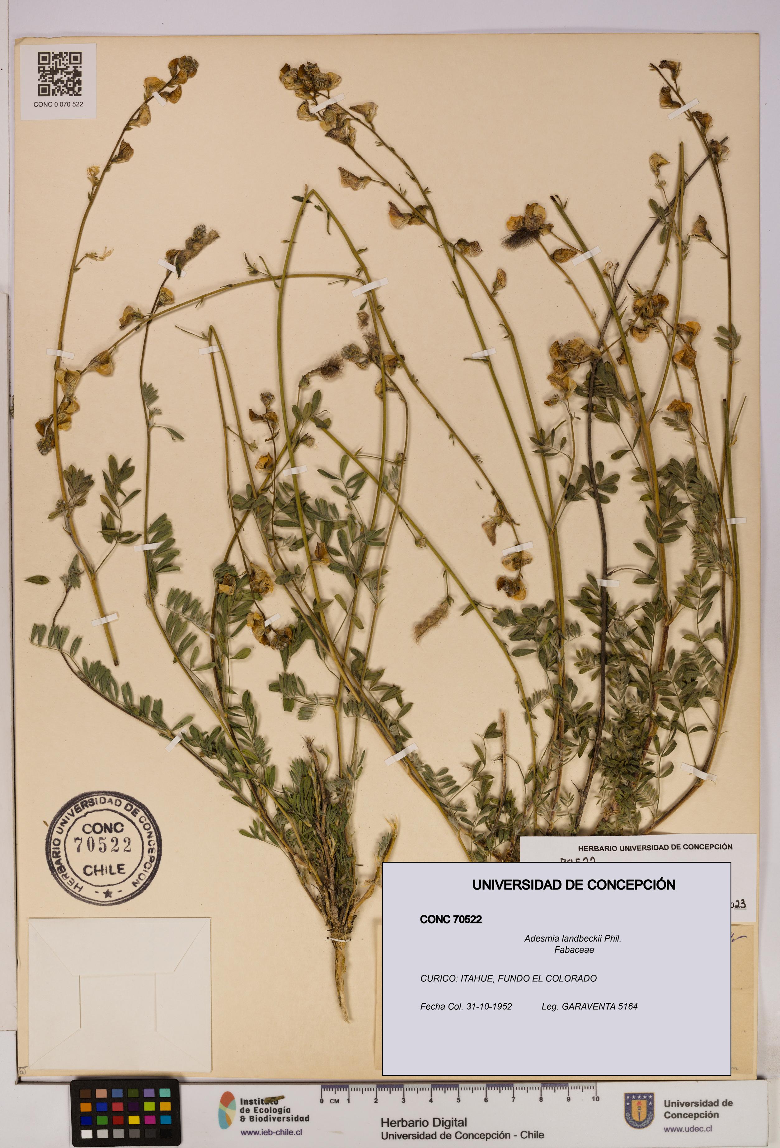 Adesmia landbeckii [Espécimen: UDEC:CONC:0070522]