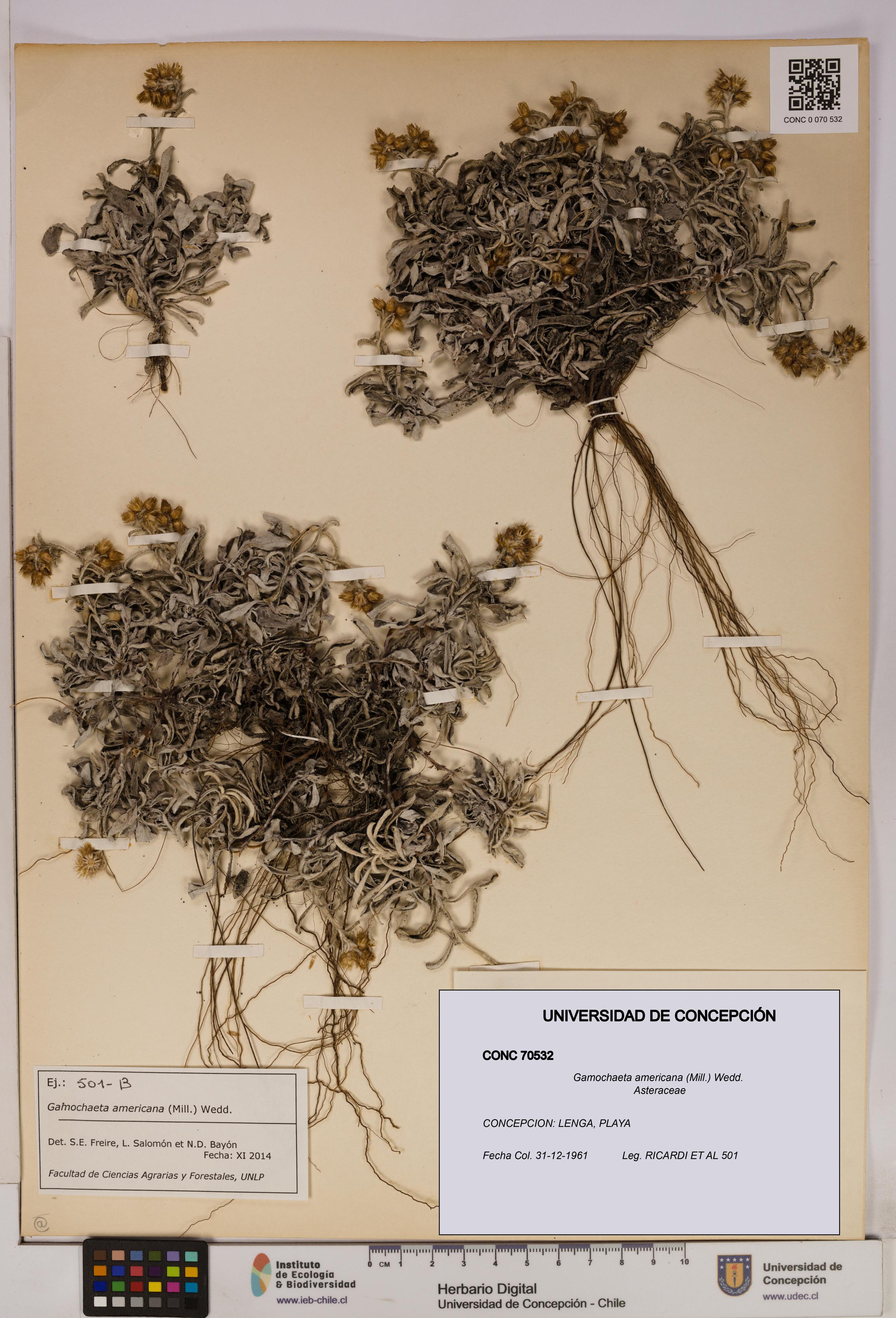 Gamochaeta americana [Espécimen: UDEC:CONC:0070532]