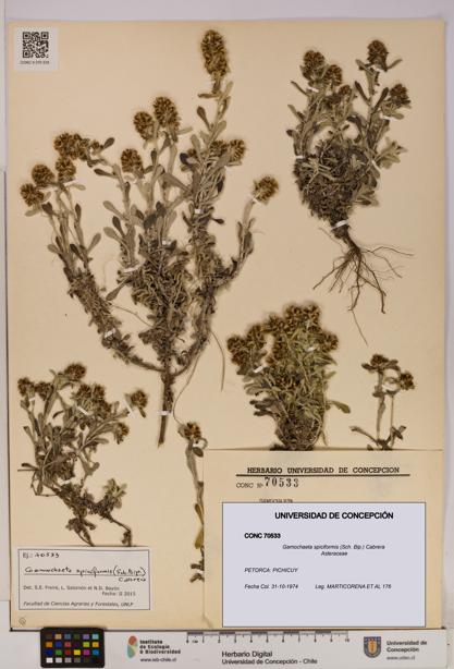 Gamochaeta spiciformis [Espécimen: UDEC:CONC:0070533]