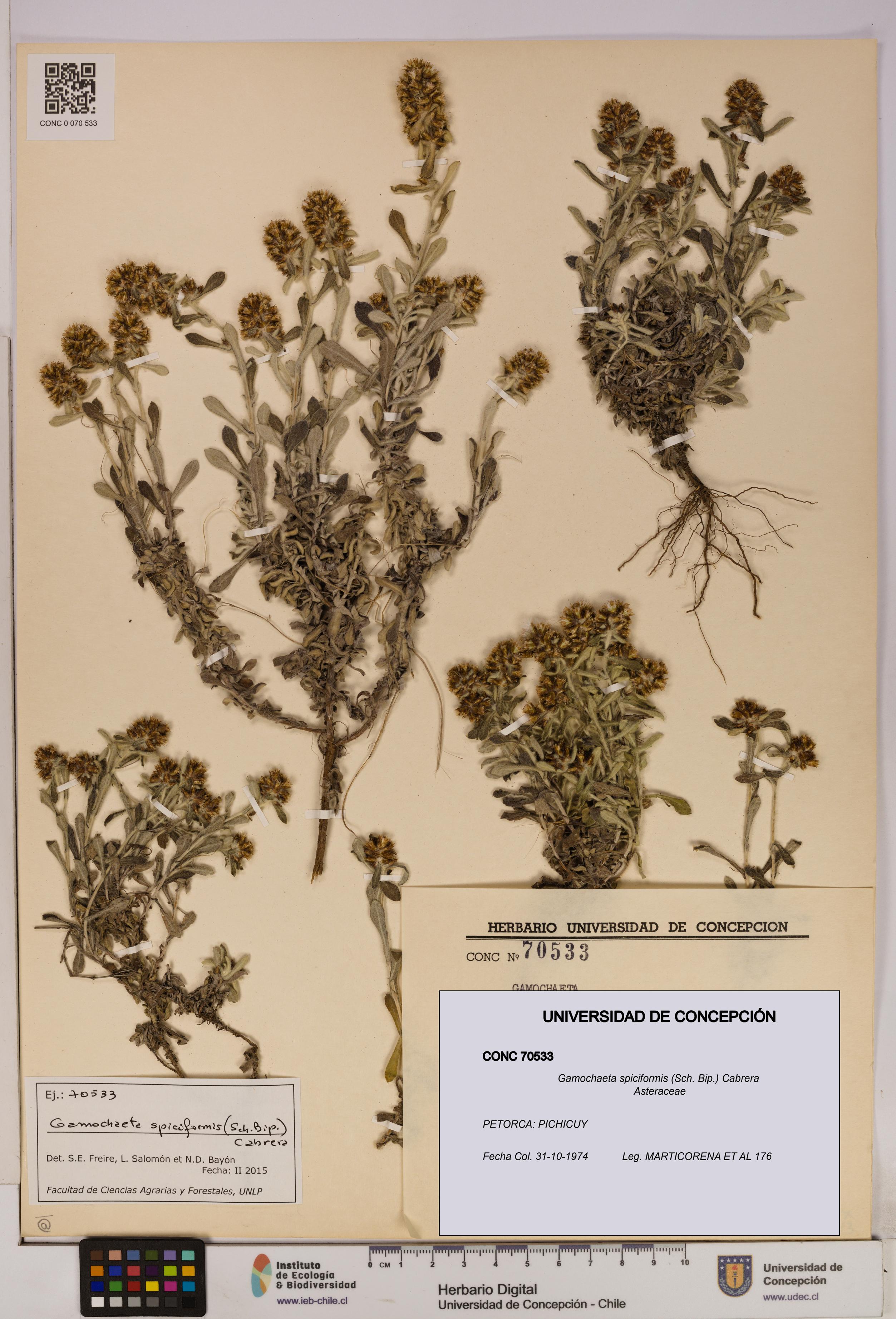 Gamochaeta spiciformis [Espécimen: UDEC:CONC:0070533]