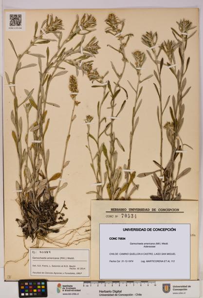 Gamochaeta americana [Espécimen: UDEC:CONC:0070534]