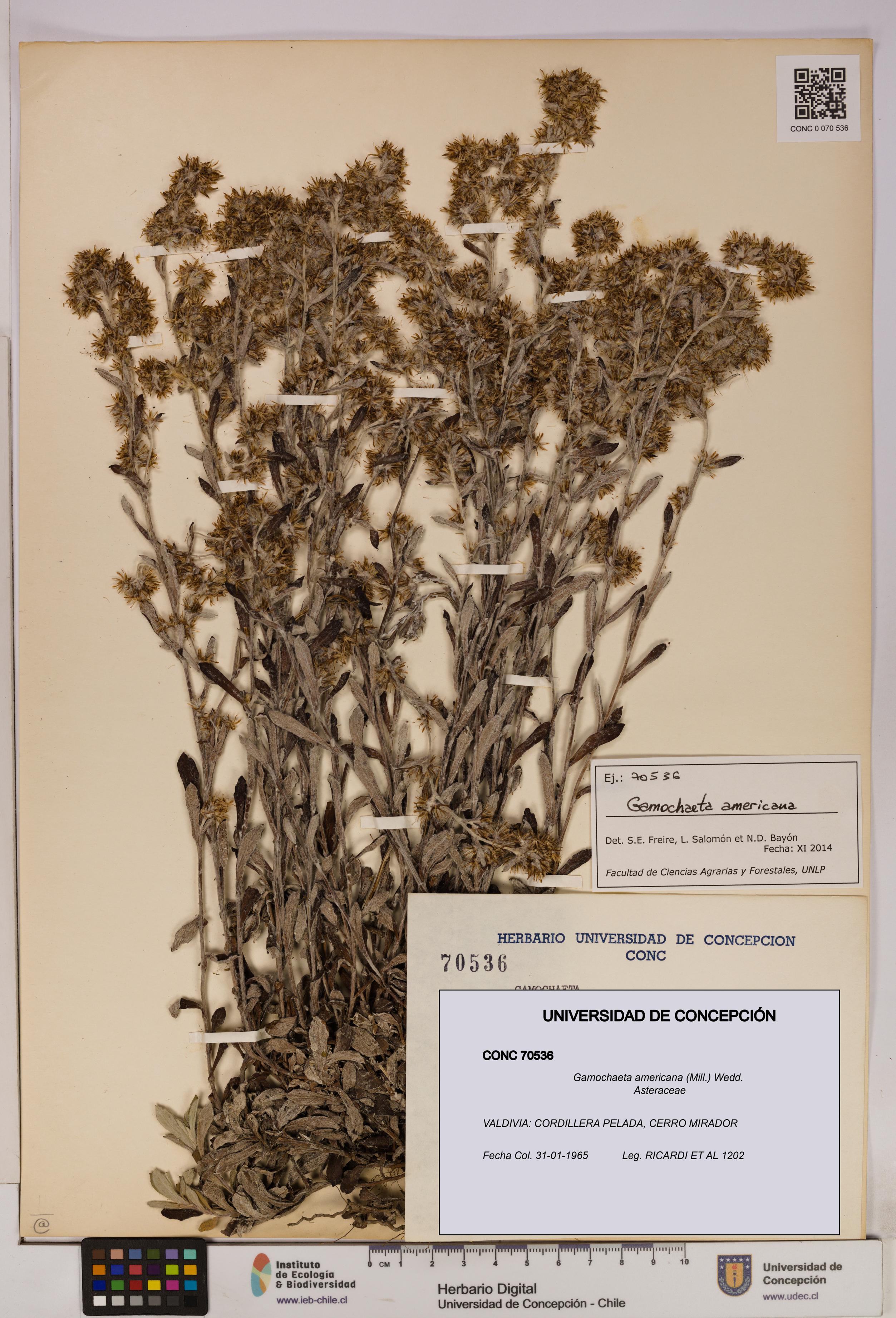 Gamochaeta americana [Espécimen: UDEC:CONC:0070536]