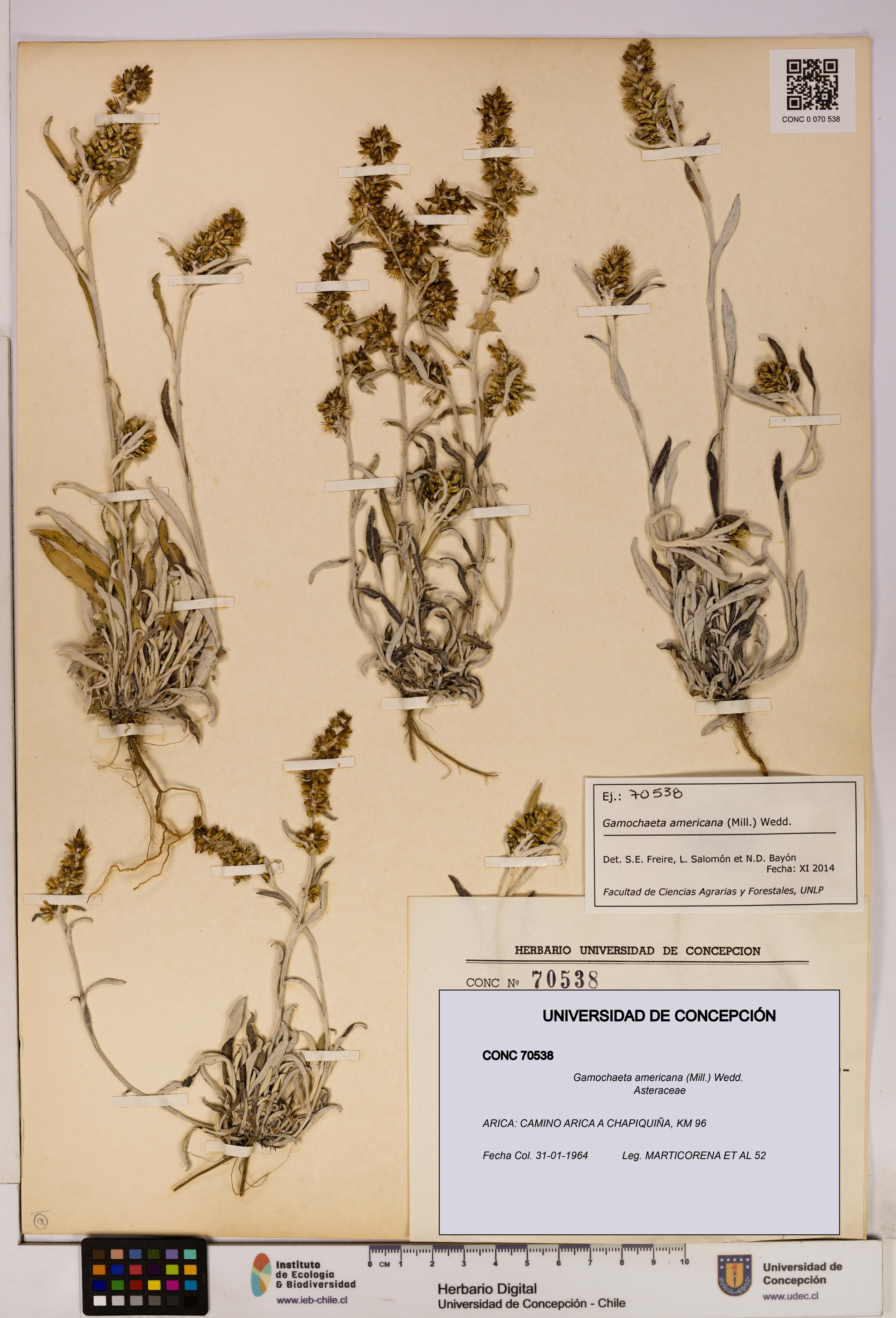 Gamochaeta americana [Espécimen: UDEC:CONC:0070538]