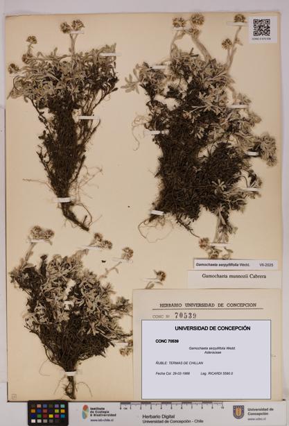 Gamochaeta serpyllifolia [Espécimen: UDEC:CONC:0070539]