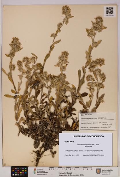 Gamochaeta americana [Espécimen: UDEC:CONC:0070540]