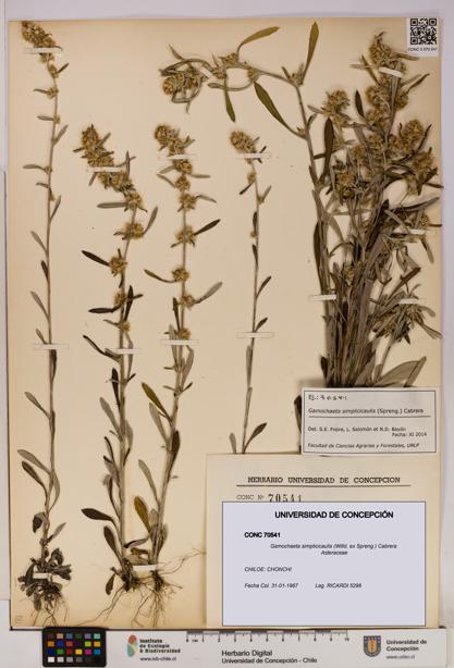 Gamochaeta simplicicaulis [Espécimen: UDEC:CONC:0070541]