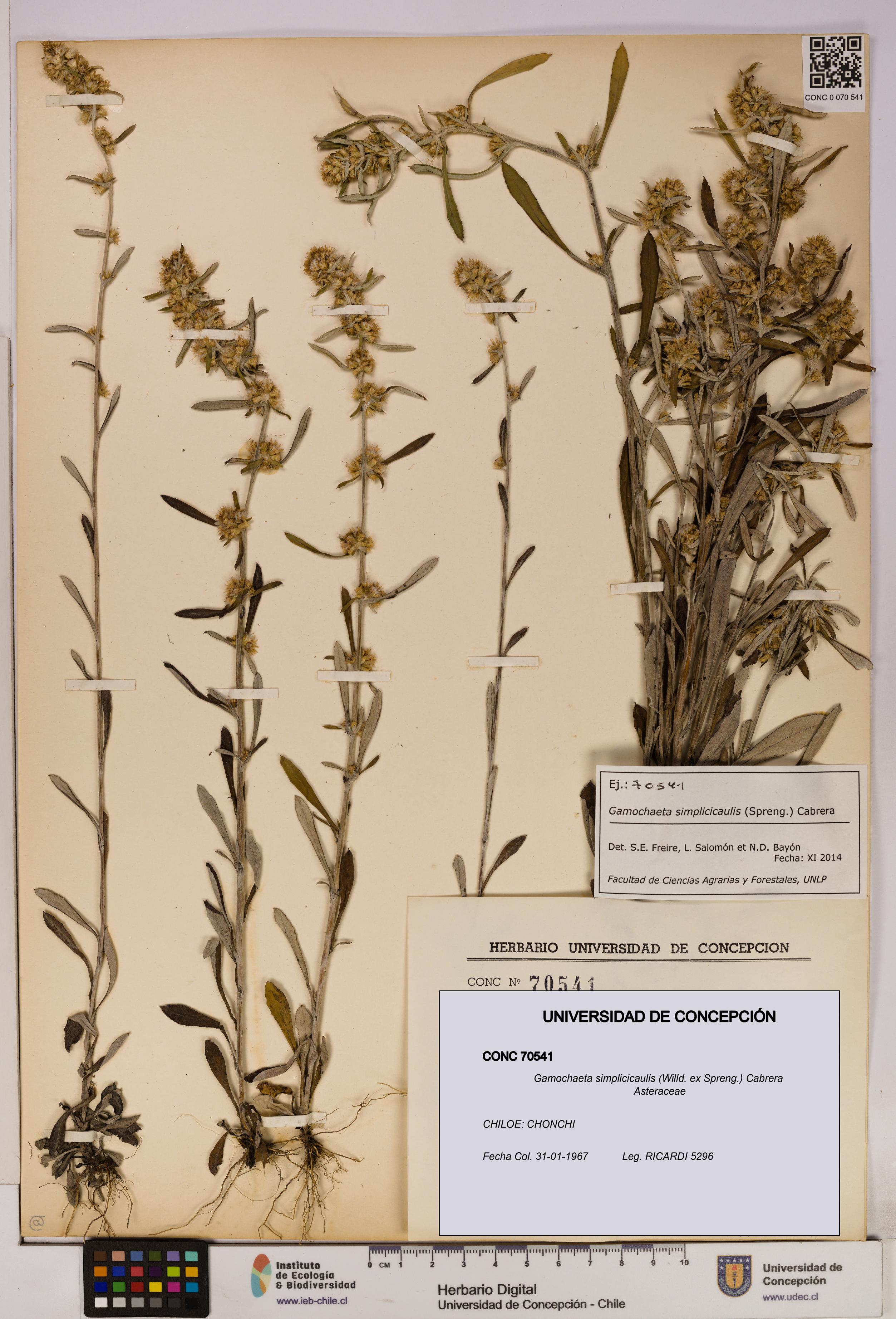 Gamochaeta simplicicaulis [Espécimen: UDEC:CONC:0070541]