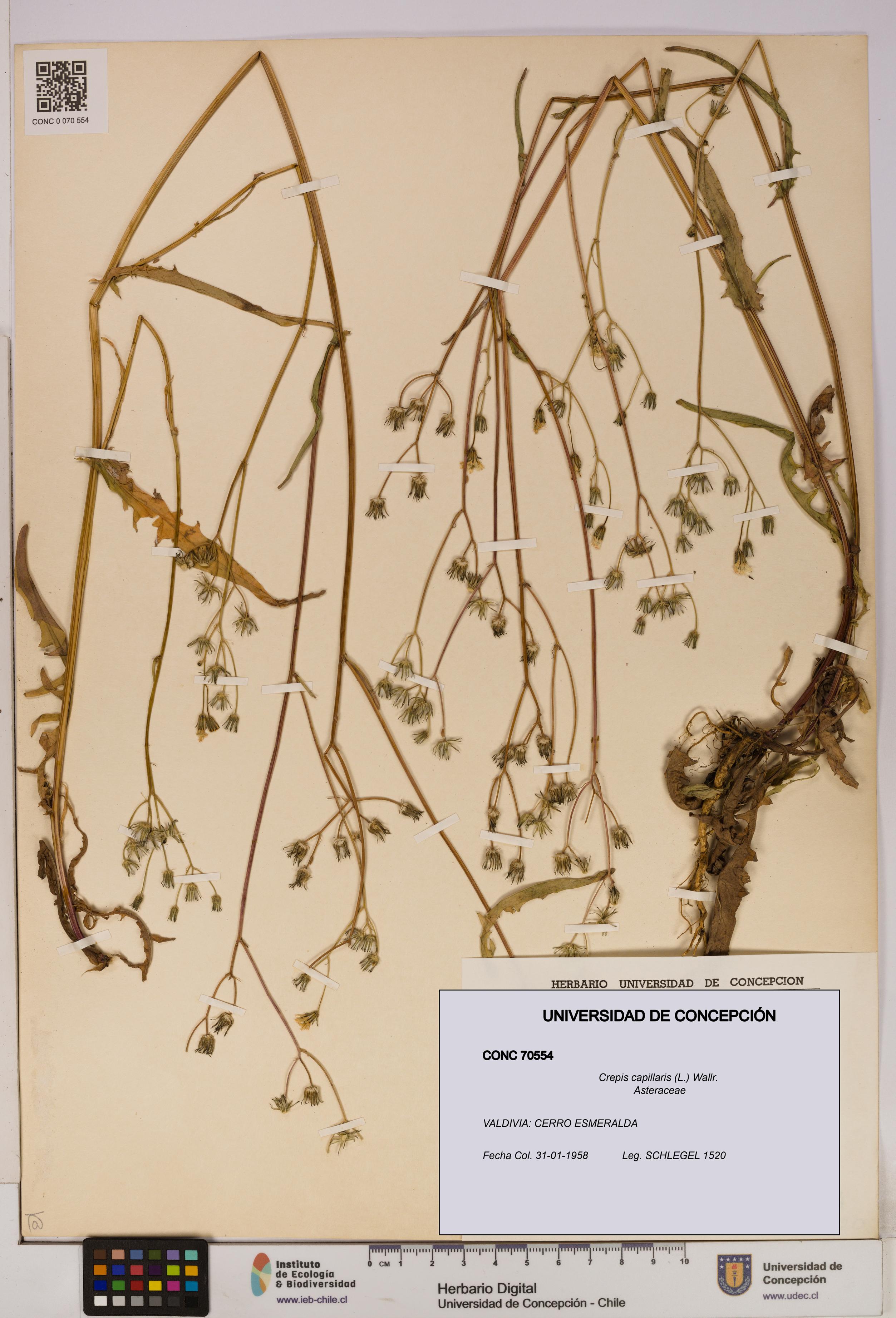 Crepis capillaris [Espécimen: UDEC:CONC:0070554]