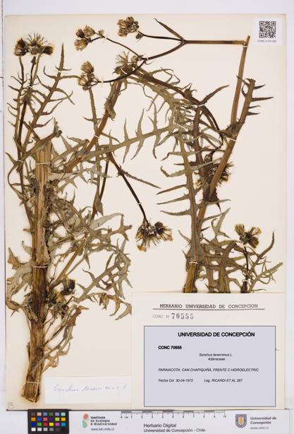 Sonchus tenerrimus [Espécimen: ]