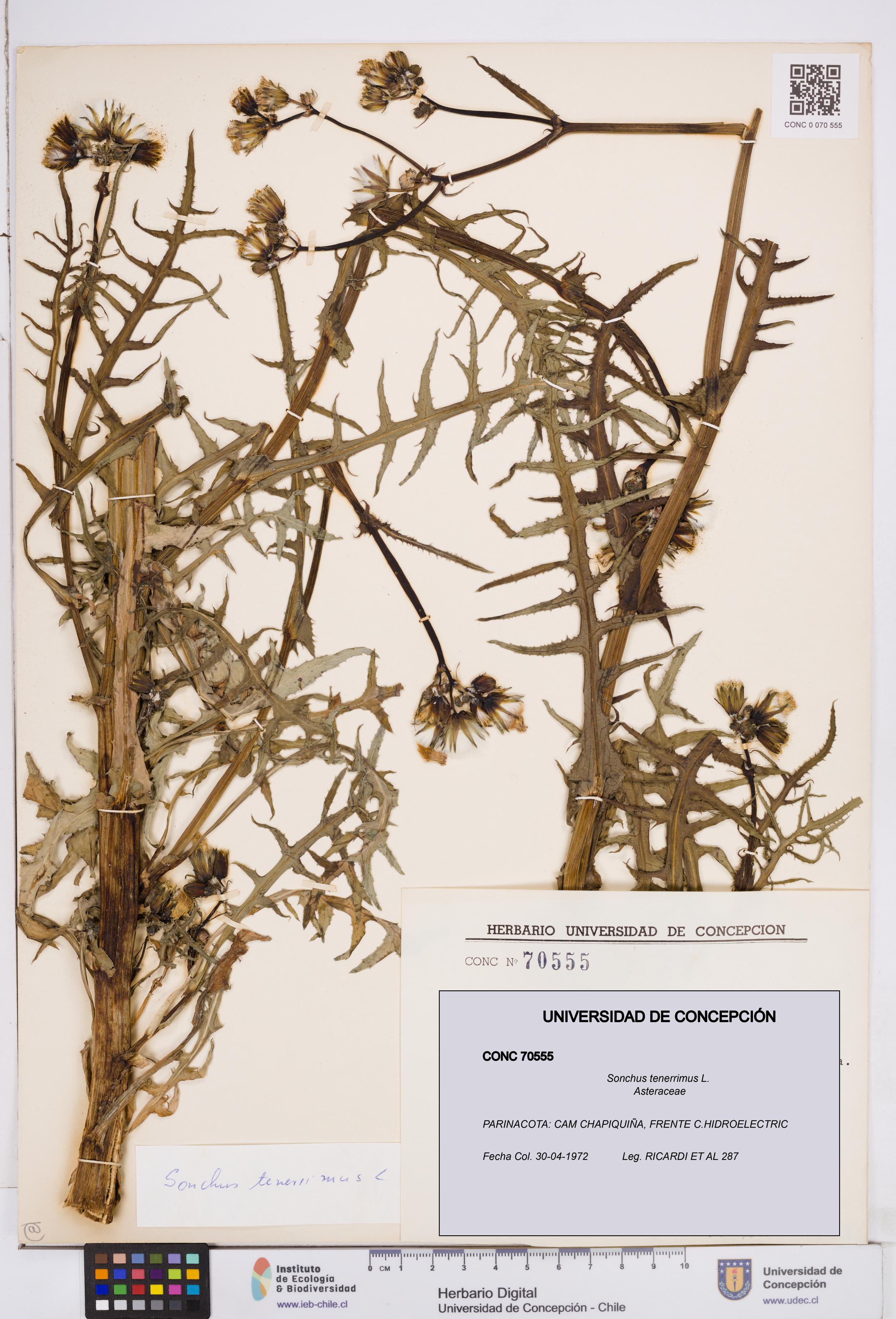 Sonchus tenerrimus [Espécimen: ]