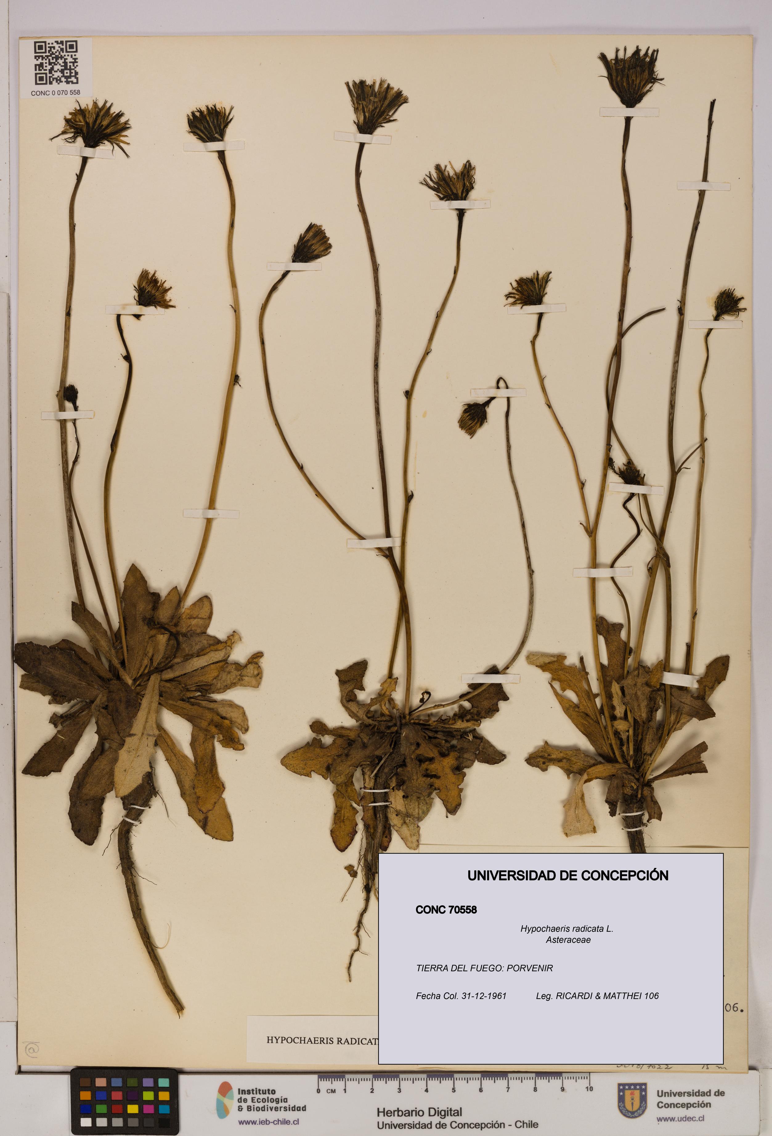 Hypochaeris radicata [Espécimen: UDEC:CONC:0070558]