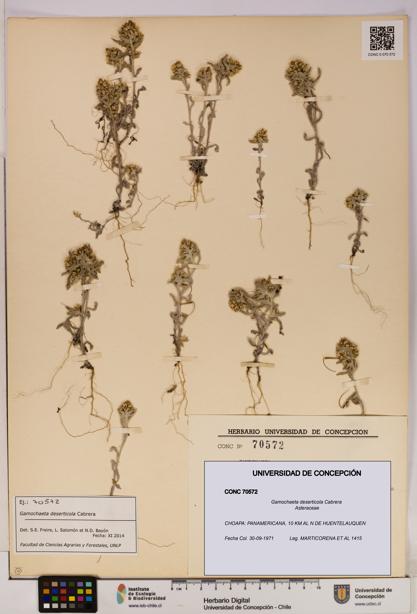 Gamochaeta deserticola [Espécimen: UDEC:CONC:0070572]