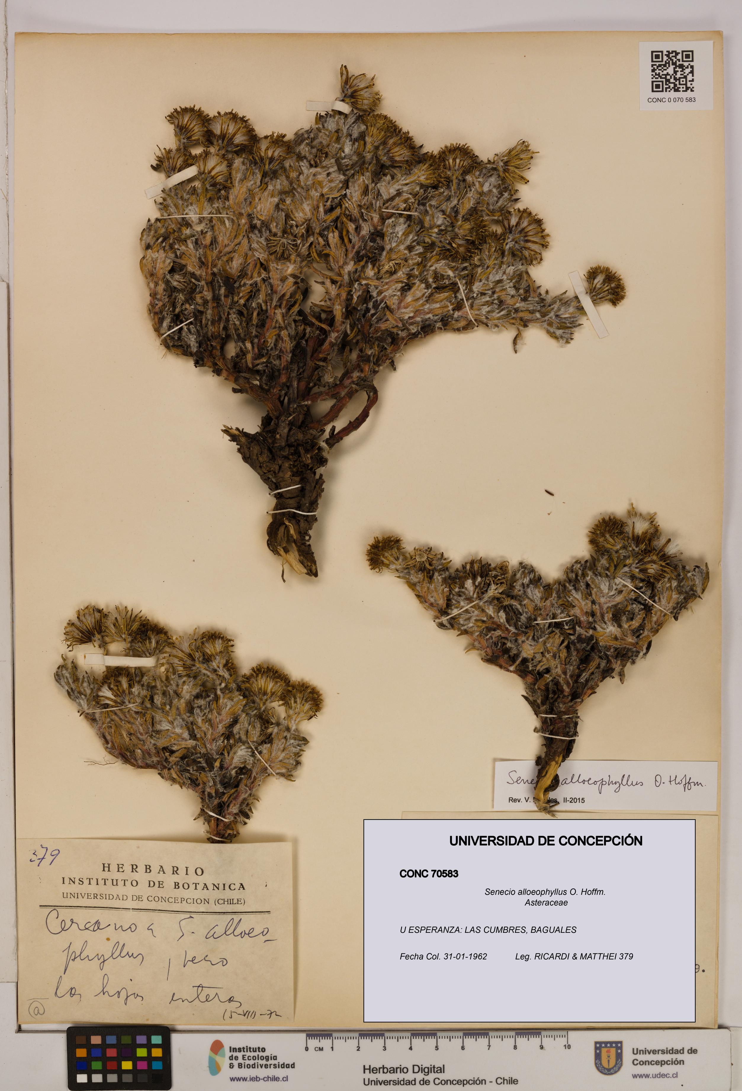 Senecio alloeophyllus [Espécimen: UDEC:CONC:0070583]